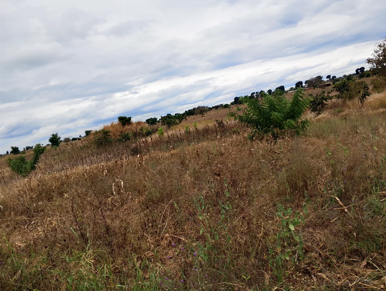 LAND FOR SALE SIZE 20 ACRES (+265989849411)